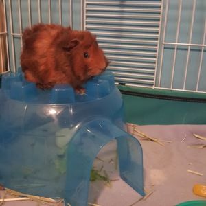 Meet your Posher, Brianne